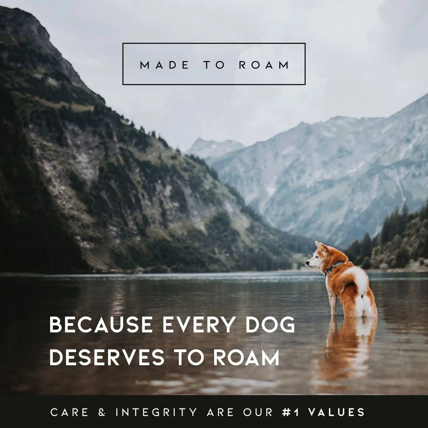 MADE TO ROAM Premium Explorer Leash - Climbing Rope Leash with Autolocking Aviation Aluminum Carabiner - Utah Glow, 4ft