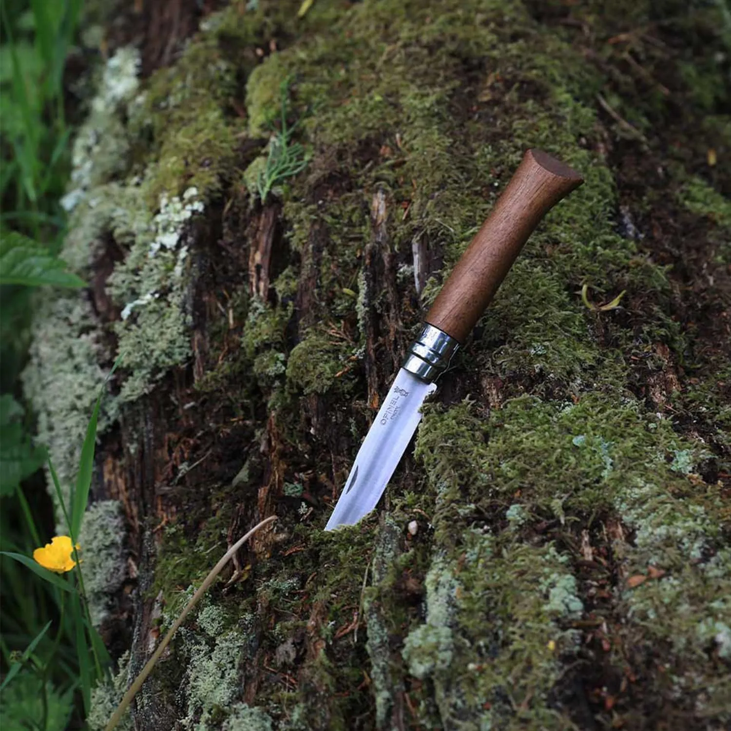 OPINEL No.06-No.09 Premium Woods, Stainless Steel Folding Pocket Knife, Made in France (No.06/Walnut)